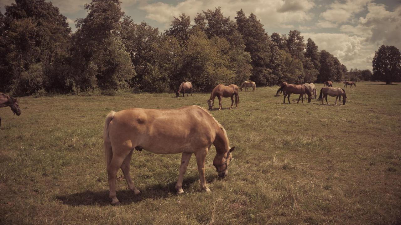 Masuria Warsaw Villa Skrzeszew Eksteriør bilde